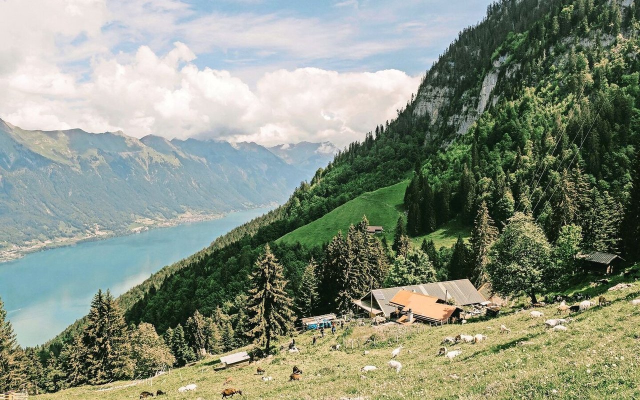 Auf den Alpen fehlt es an Wasser, während das Schmelzwasser die Seen füllt. Der ausbleibende Regen bringt die Alpwirtschaft unter Druck und zwingt zum Handeln. 