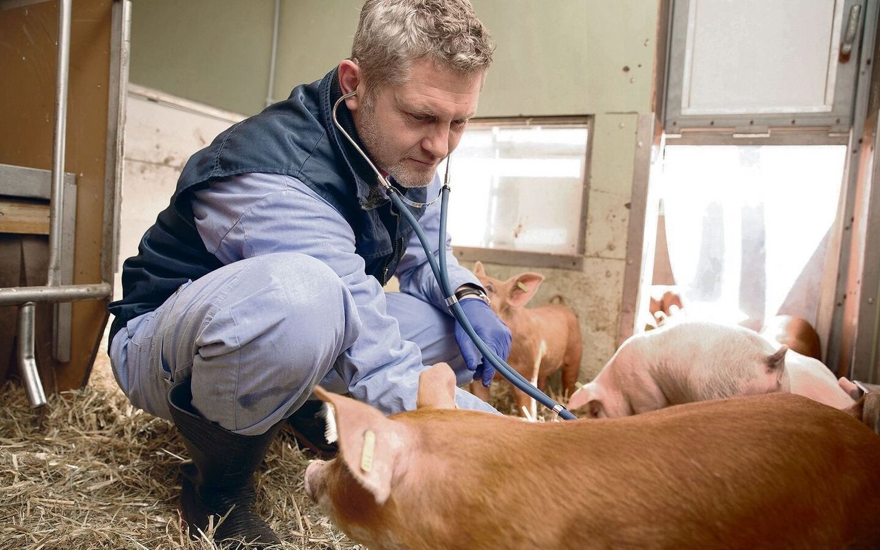 Lehre, Forschung, Praxis: Veterinär Dolf Kümmerlen leitet seit August 2022 die Abteilung Schweinemedizin am Tierspital Uni Zürich.