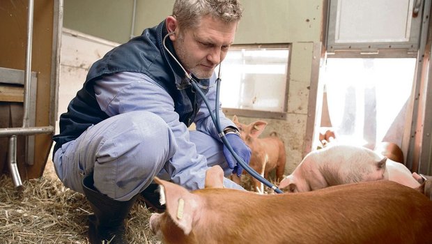 Lehre, Forschung, Pr Lehre, Forschung, Praxis: Veterinär Dolf Kümmerlen leitet seit August 2022 die Abteilung Schweinemedizin am Tierspital Uni Zürich.