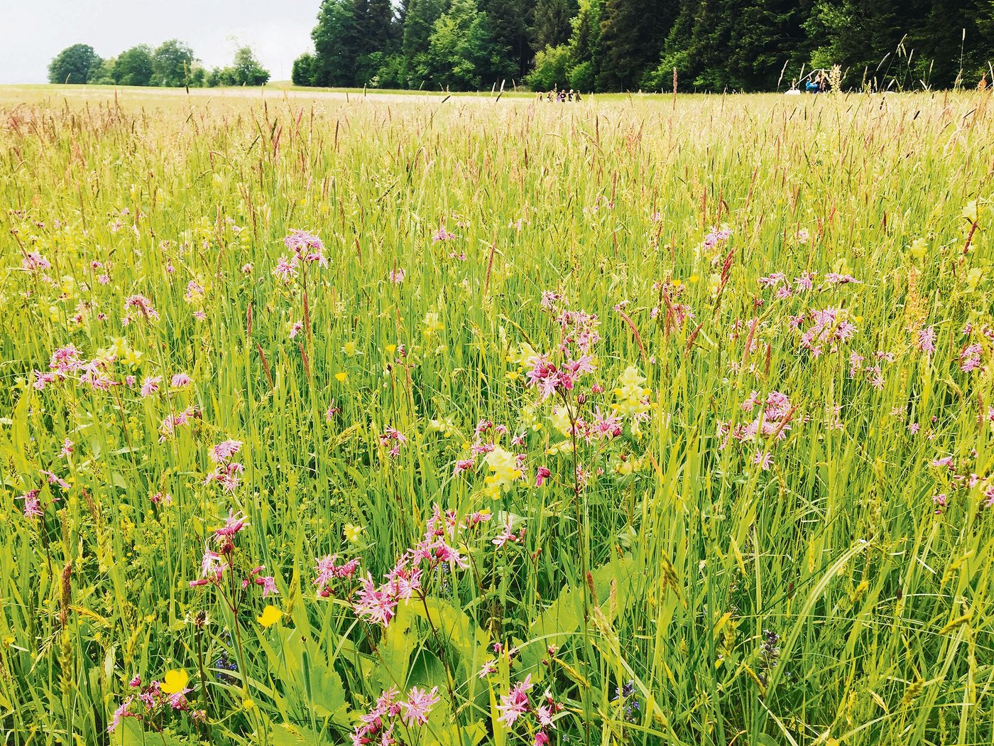 Ab 2023 sollen Beiträge die funktionale Biodiversität und Bodenfruchtbarkeit fördern.(Bild BauZ)