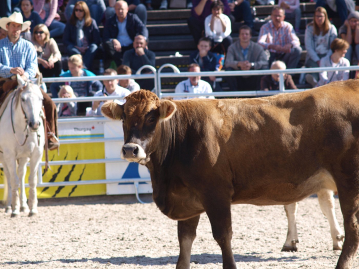 Die Fleischrinder finden bei den Züchtern wieder vermehrt Aufmerksamkeit.