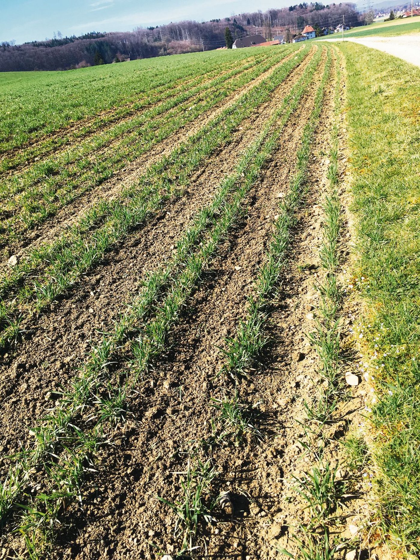 Ein Feld mit Hasenweizen im Mai 2020. (Bild jsc)