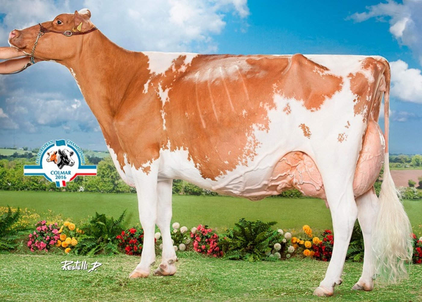 Bobi Talent Lotanie von Pierre Oberson, Maules FR wird Red Holstein World Champion. (Bild zVg))