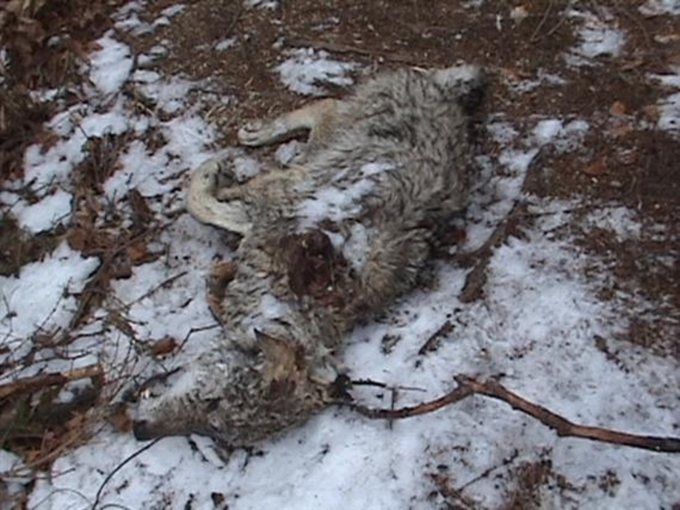 Für Hinweise auf den Schützen, der den Bündner Wolf getötet hat, wurde eine Belohnung ausgesetzt. (Bild: Amt für Jagd und Fischerei Graubünden) 