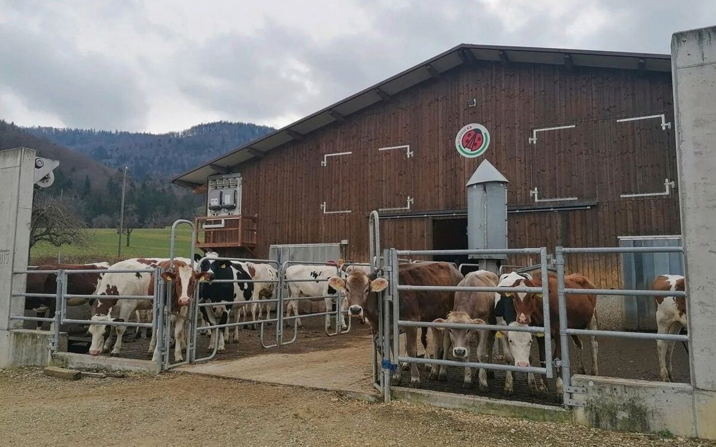Ungenügende Fruchtbarkeit, Euter- und Zitzenerkrankungen und Probleme an Klauen- und Gliedmassen sind die häufigsten Abgangsursachen beim Milchvieh. Ihren Ursprung haben diese meist bereits in der Aufzucht. 