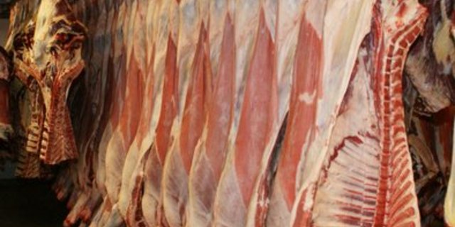 Die Importe führen zu Preisdruck, beklagen die Rindermäster. (Bild: ji)