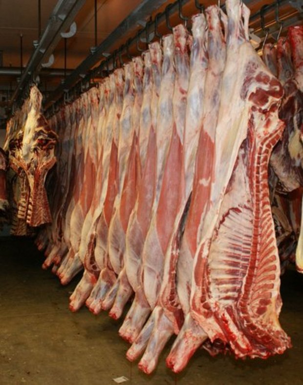 Die Importe führen zu Preisdruck, beklagen die Rindermäster. (Bild: ji)