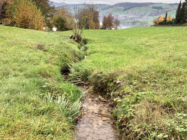 Kleingewässer von weniger als 1,5 m Breite m Kanton Schwyz. Für solche sind gemäss Merkblatt der Regierung keine Gewässerräume auszuscheiden. (Bild js)