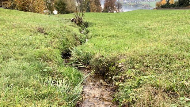 Kleingewässer von weniger als 1,5 m Breite m Kanton Schwyz. Für solche sind gemäss Merkblatt der Regierung keine Gewässerräume auszuscheiden. (Bild js)
