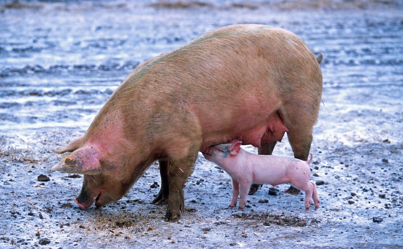 Wer beim Anreizsystem mitmacht, bekommt pro abgesetztes Ferkel und/oder pro Schlachtschwein einen Franken aus dem Fonds zur Anschubfinanzierung. (Bild Pixabay)