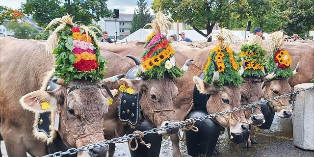 Prachtvoll: Die geschmückten Hornkühe der Familie Wettstein mit einer Chlopfe um den Hals.