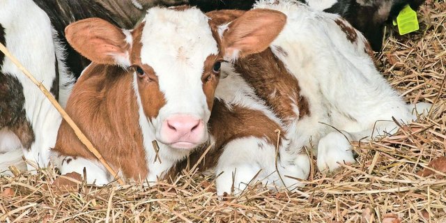 Kälber sind sensible Wesen. Durchfall und Lungenerkrankungen können mit gezieltem Management deutlich reduziert werden. Wir haben wichtige Punkte in einer Liste zusammengefasst.