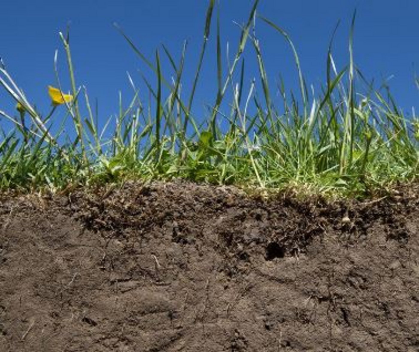 Der Rechner enthält neben einer Gebrauchsanleitung auch Informationen, wie die Humusbilanz-Ergebnisse interpretiert und negative Humusbilanzen wieder ins Gleichgewicht gebracht werden können. (Bild Agroscope)