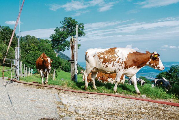 Im Gegenentwurf zur Massentierhaltungsinitiative will der Bund regelmässigen Auslauf für alle Nutztiere. Rinder in Anbindeställen müssten tagsüber raus können. (Bild Hansjürg Jäger)