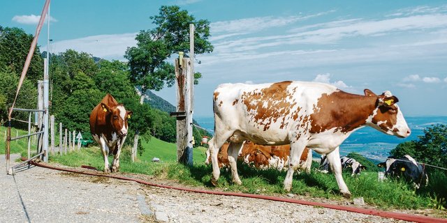Im Gegenentwurf zur Massentierhaltungsinitiative will der Bund regelmässigen Auslauf für alle Nutztiere. Rinder in Anbindeställen müssten tagsüber raus können. (Bild Hansjürg Jäger)