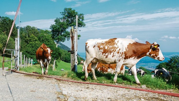 Im Gegenentwurf zur Massentierhaltungsinitiative will der Bund regelmässigen Auslauf für alle Nutztiere. Rinder in Anbindeställen müssten tagsüber raus können. (Bild Hansjürg Jäger)