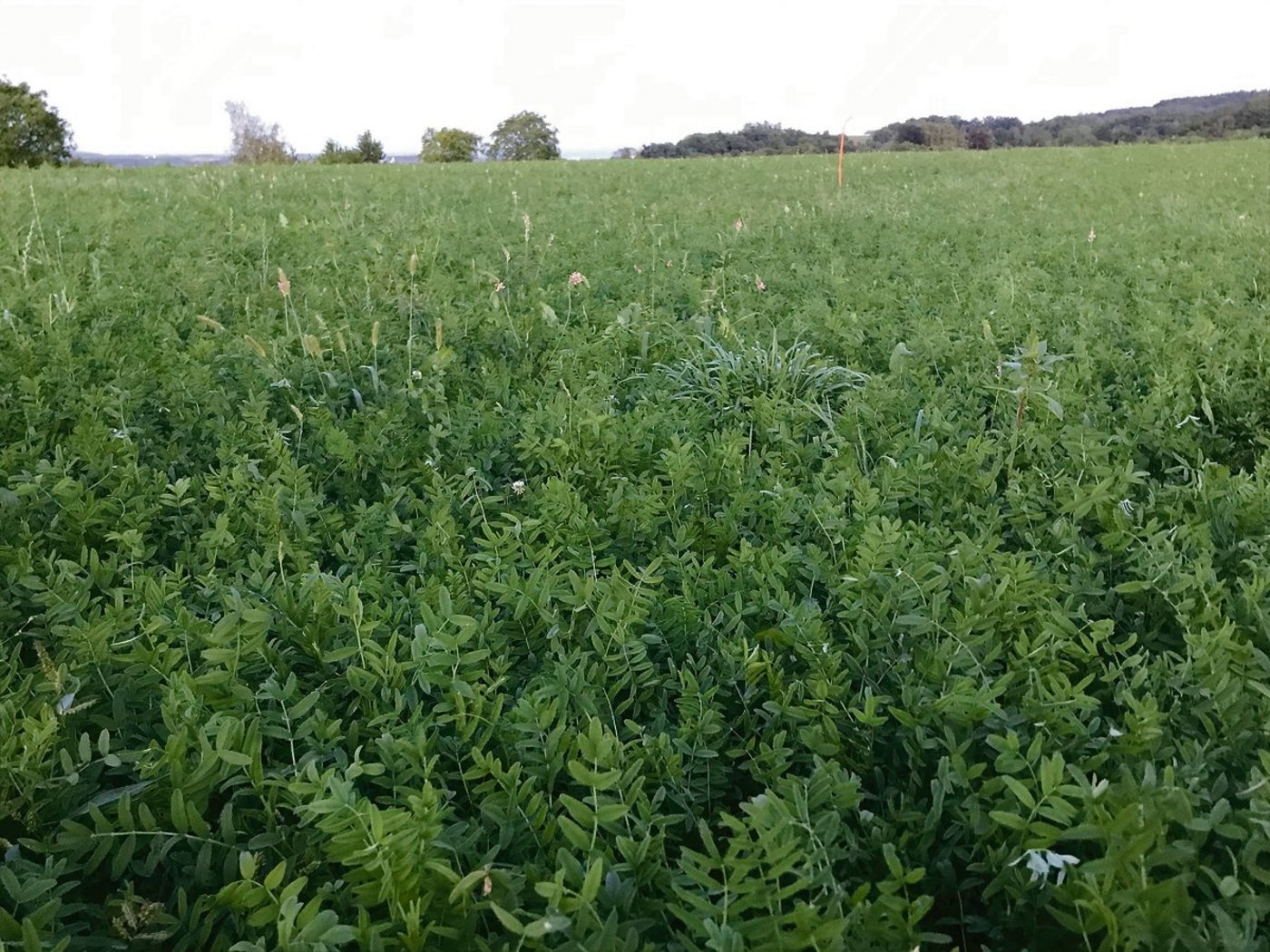 Klimawandel: Die Toleranz gegenüber Trockenheit ist eine Stärke der Esparsette.(Bild Alexandra Stückelberger)