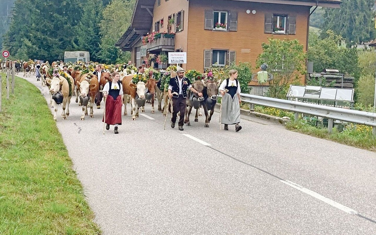 Hier die schöne Rinderherde von der Alp Rindergrat von der Hirtenfamilie Wymann. Rund 115 Sömmerungsrinder verbringen den Sommer auf der Alp.