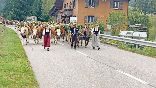 Hier die schöne Rinderherde von der Alp Rindergrat von der Hirtenfamilie Wymann. Rund 115 Sömmerungsrinder verbringen den Sommer auf der Alp.