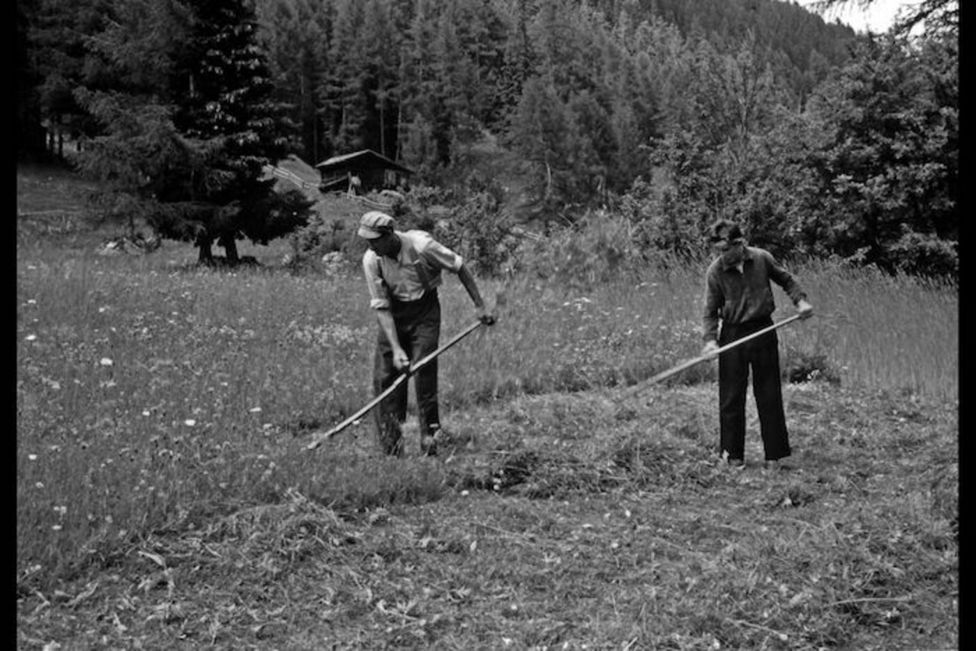 Mähen: Ein bisschen mehr als 40 Jahre vergingen zwischen Zweiachsmäher in Kombination mit Kreiselheuer zum Mähen von Hand mit Sense und ... (Bild Edmund Wyden). 