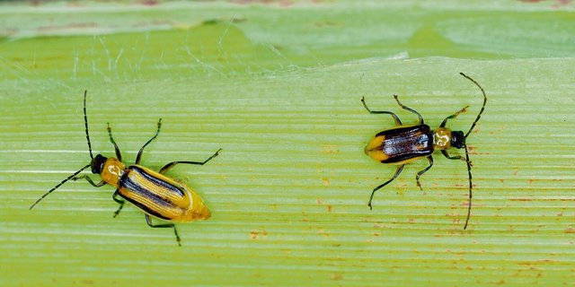 Maiswurzelbohrer (links ein Weibchen, rechts ein Männchen) fliegen jedes Jahr aus südlichen und nördlichen Nachbarländern in die Schweiz ein. Ihr Auftreten wird mit einem Fallennetz überwacht.