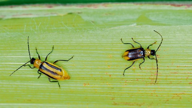 Maiswurzelbohrer (links ein Weibchen, rechts ein Männchen) fliegen jedes Jahr aus südlichen und nördlichen Nachbarländern in die Schweiz ein. Ihr Auftreten wird mit einem Fallennetz überwacht.