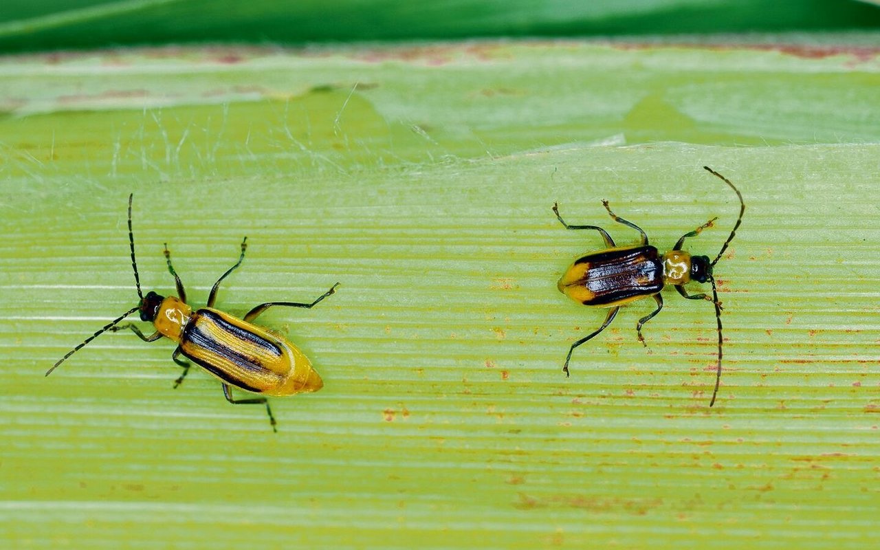 Maiswurzelbohrer (links ein Weibchen, rechts ein Männchen) fliegen jedes Jahr aus südlichen und nördlichen Nachbarländern in die Schweiz ein. Ihr Auftreten wird mit einem Fallennetz überwacht.