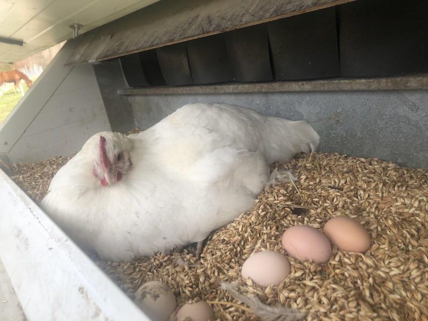 Wegen der frischen Temperaturen ist es noch etwas zu früh für die Naturbrut. Doch einige der Hühner vom Hof Silberdistel spüren bereits den Bruttrieb. (Bilder Esther Thalmann)