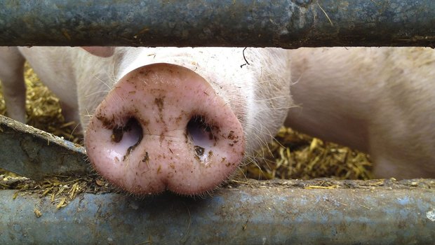Auf einem Bauernhof im neuenburgischen Val-de-Ruz ist ein Fall einer seltenen Schweinekrankheit diagnostiziert worden. Das mit PRRS infizierte Schwein wurde eingeschläfert. (Bild Fotolia)