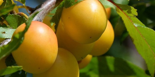 Jährlich werden schweizweit lediglich rund 200 Tonnen Mirabellen konsumiert. (Bild pd)