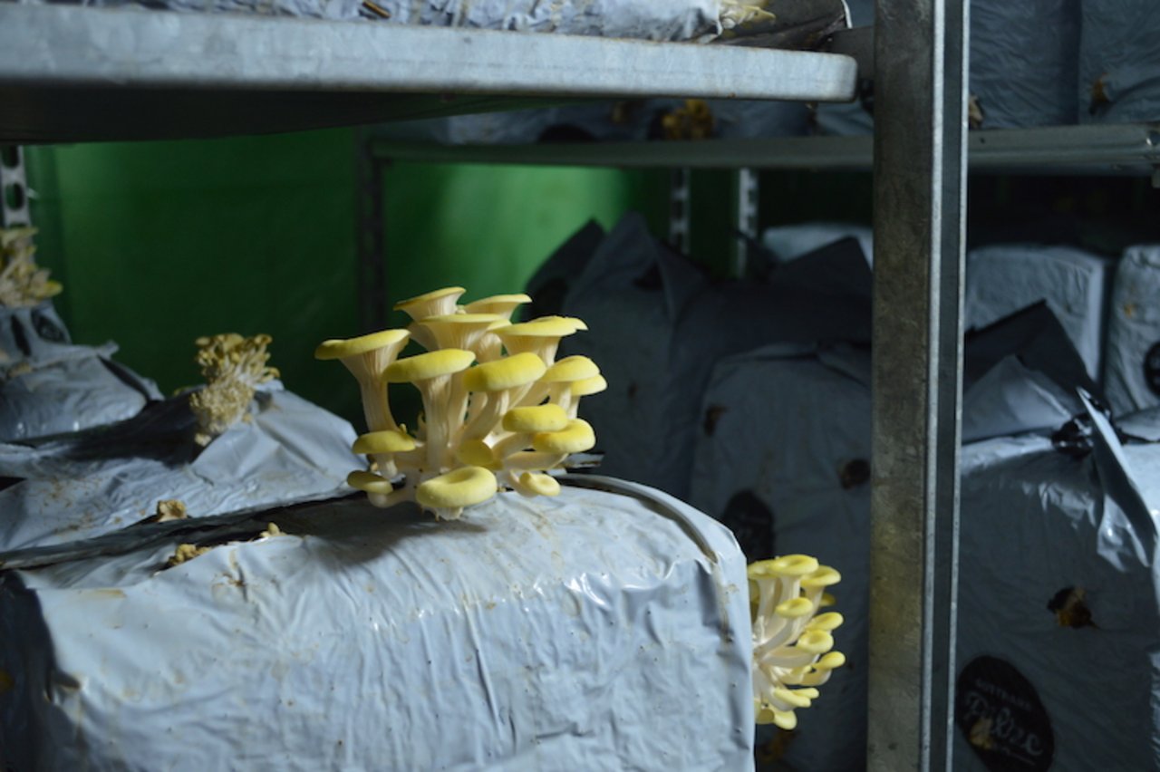 Rund fünf Tonnen Pilze kultiviert Lorenz Laubscher in Walperswil.