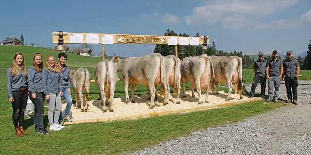 Dieses Jahr sind bei Braunvieh Schweiz 291 weibliche Zuchtfamilien angemeldet.(Bild Braunvieh Schweiz)