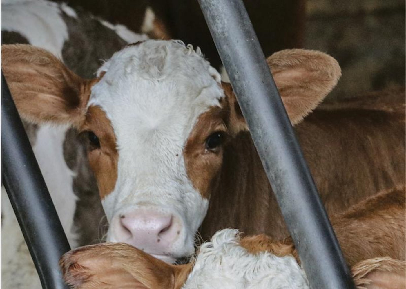 Wo Milch produziert wird, kommen auch Kälber zur Welt. Damit diese auch in Zukunft nicht zum Abfallprodukt werden, muss die Branche besser zusammenarbeiten. (Symbolbild rae)