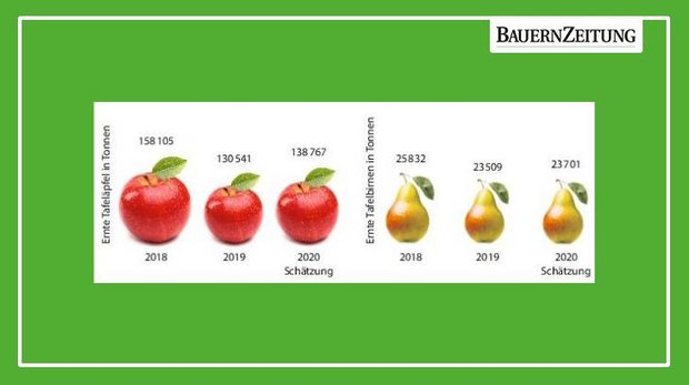  Die Ernte von Tafelobst aus Anlagen wird heuer auf rund 139 000 Tonnen Äpfel und 24 000 Tonnen Birnen geschätzt. Diese Menge ist marktgerecht und wird Absatz finden. (Quelle SOV)
