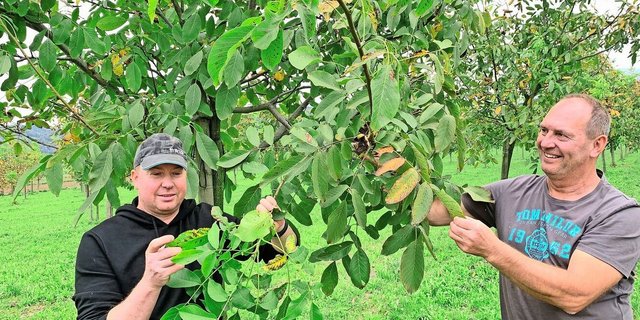 Urs Pfister und Stefan Meier (r.) begutachten das Laub der abgeernteten Nussbäume. Dieses Jahr war der Pflanzenschutz anspruchsvoll. 