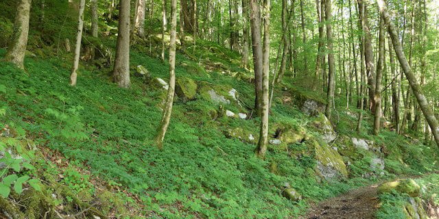 Im Kanton Basel scheint der Wald überdurchschnittlich stark in Mitleidenschaft gezogen worden zu sein. (Symbolbild Wald Schweiz)