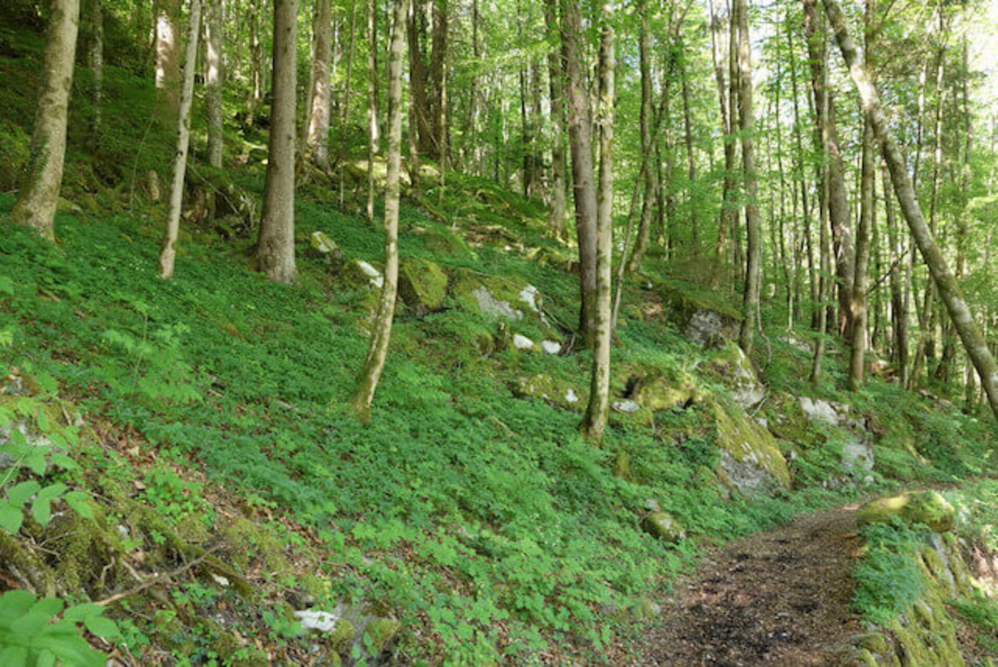 Im Kanton Basel scheint der Wald überdurchschnittlich stark in Mitleidenschaft gezogen worden zu sein. (Symbolbild Wald Schweiz)