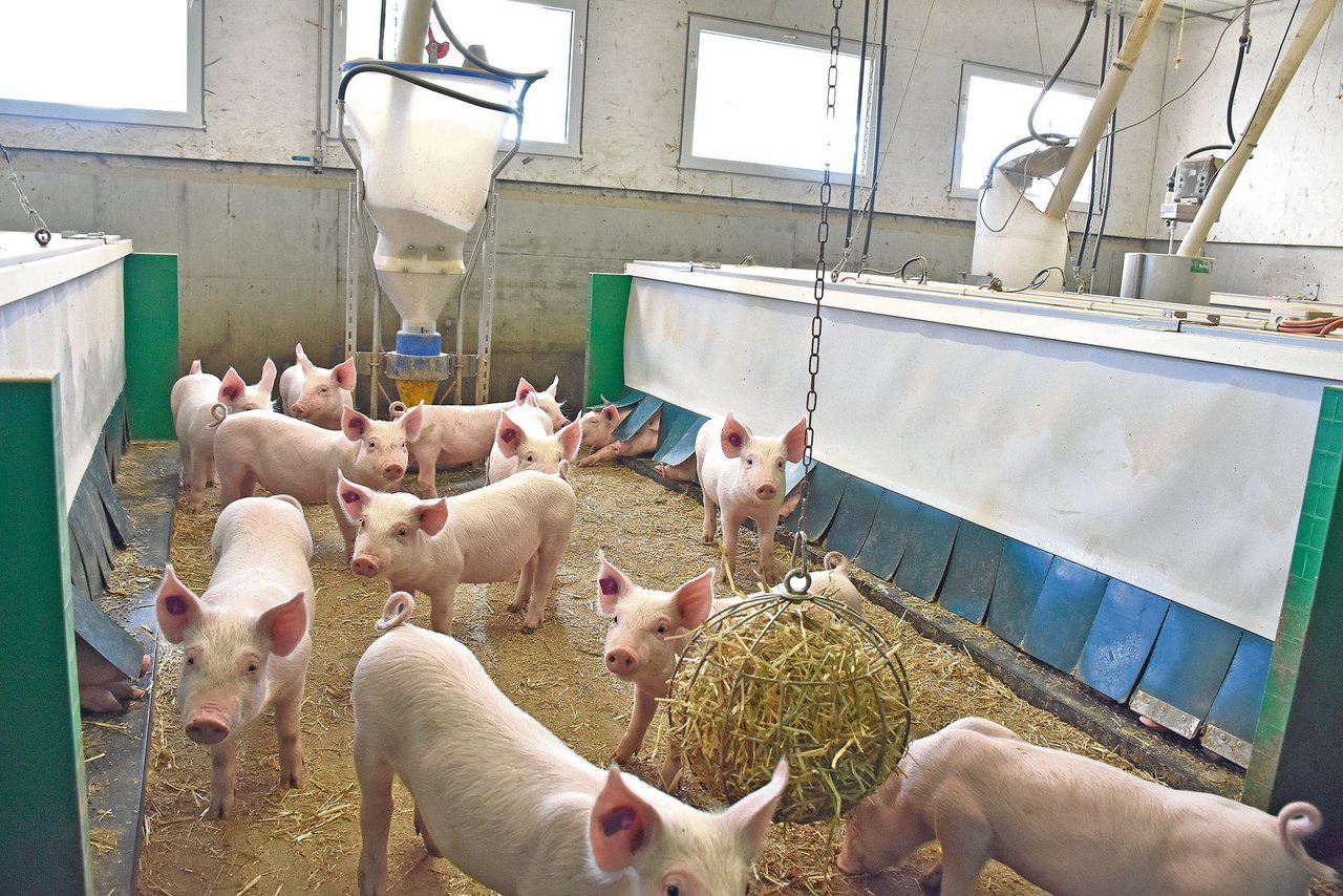 Blick in eine Ferkelaufzucht: Der Gesundheitszustand der Schweizer Schweine wir im Gesundheitsbericht 2020 der Suisag als sehr gut beurteilt.(Bild Suisag)