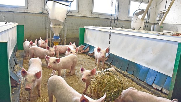 Blick in eine Ferkelaufzucht: Der Gesundheitszustand der Schweizer Schweine wir im Gesundheitsbericht 2020 der Suisag als sehr gut beurteilt.(Bild Suisag)