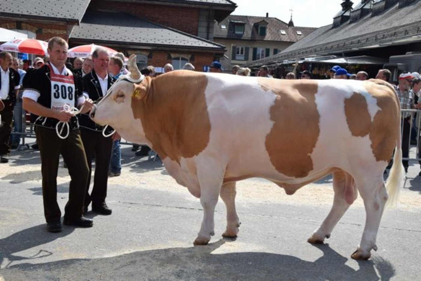Mister Thun bei den Simmental wurde der gut vierjährige, tadellose Cowboy Sandro von Michael Gerber aus Heimenschwand BE.