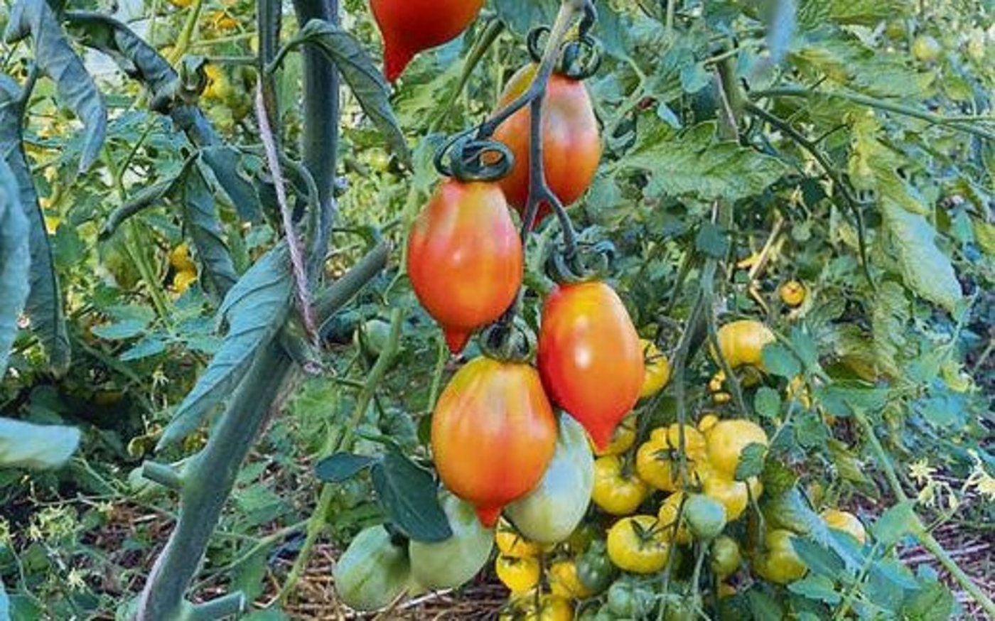 Im Vordergrund sind Wintertomaten zu sehen, die gelben werden als Zitronentraube bezeichnet. 