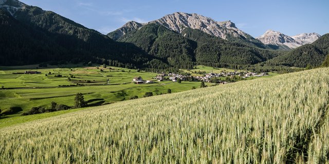 Hinter dem Projekt stehen die Bauern vom Verein «Graun Val Müstair». Die neue Getreidesammelstelle ist aber auch eingebettet in ein Regionalentwicklungsprojekt, das die landwirtschaftliche Produktion im Val Müstair sicherstellen soll. (Bild Alpinavera) 