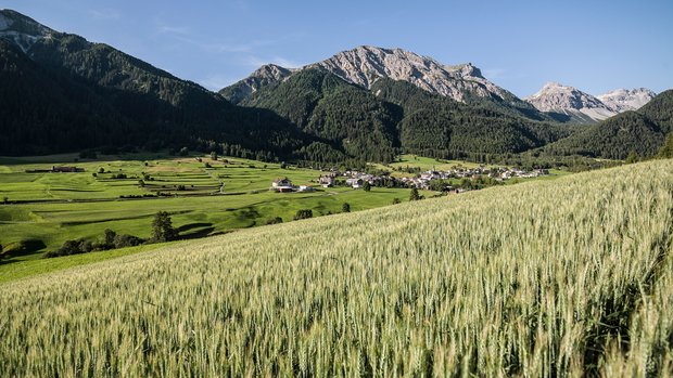 Hinter dem Projekt stehen die Bauern vom Verein «Graun Val Müstair». Die neue Getreidesammelstelle ist aber auch eingebettet in ein Regionalentwicklungsprojekt, das die landwirtschaftliche Produktion im Val Müstair sicherstellen soll. (Bild Alpinavera) 