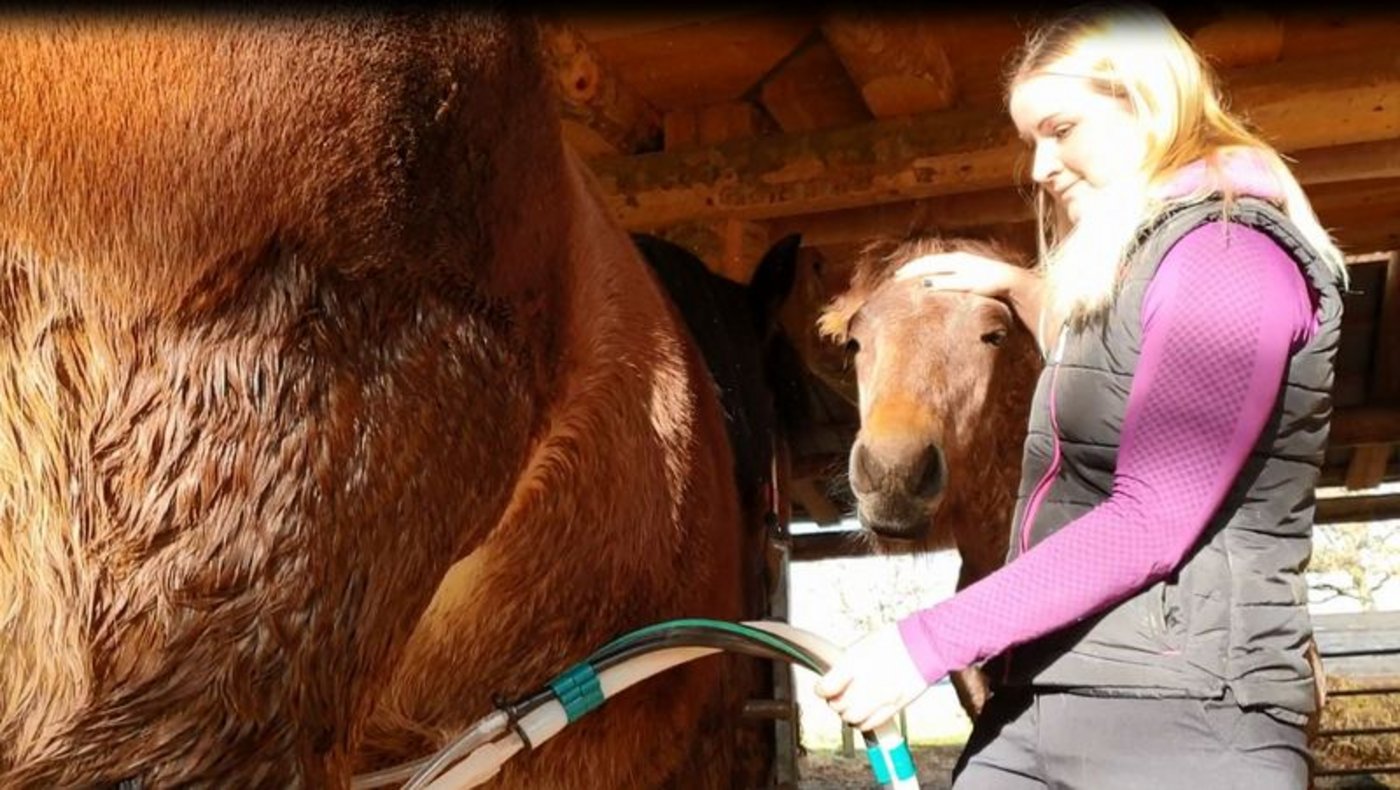 Tamara Wülser beim Melken der Ardenner-Stute Maya. Hengstfohlen Michel schaut zu. (Bild stockhornhof.ch)