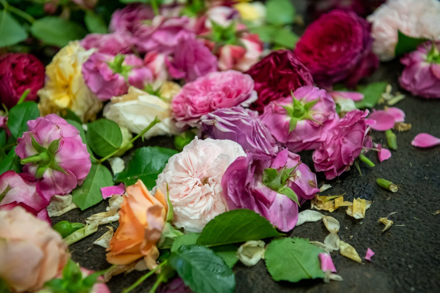 Duftende Überbleibsel der Rosen-Verarbeitung. (Foto: Marion Nitsch)