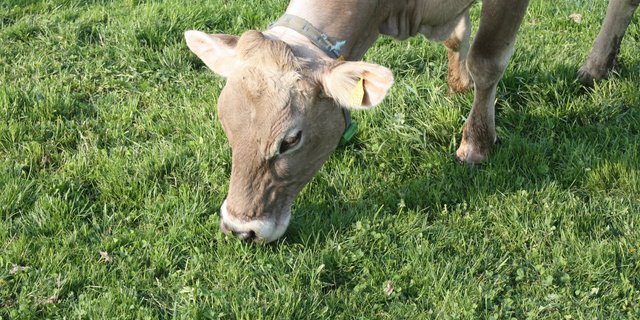 Mit regelmässiger Mähweide werden viele unerwünschte Pflanzen bekämpft. (Willi Gut)