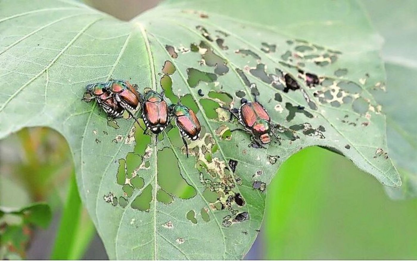 Der Japankäfer kann sowohl als Larve als auch als adultes Insekt Schaden anrichten.