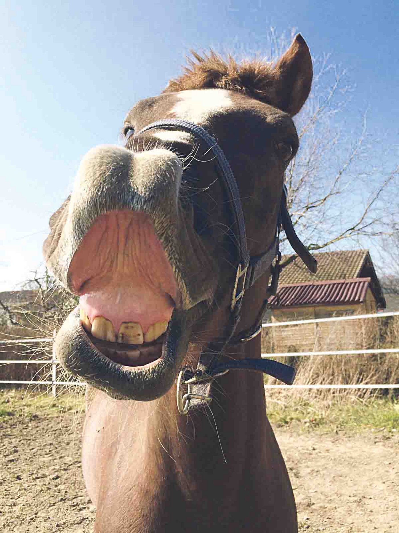 Er hat einen guten Stall. (Bild nr)