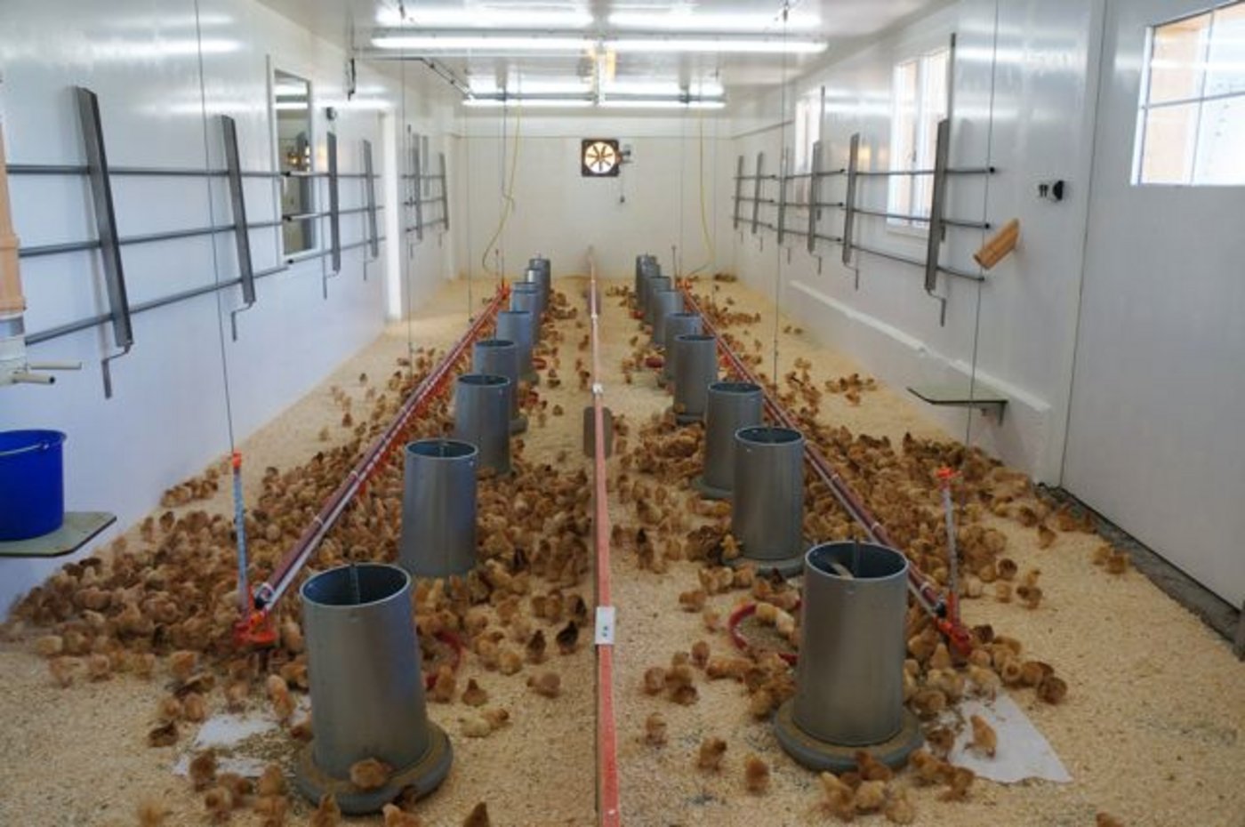 Im Vormaststall fühlen sich die Küken wohl.