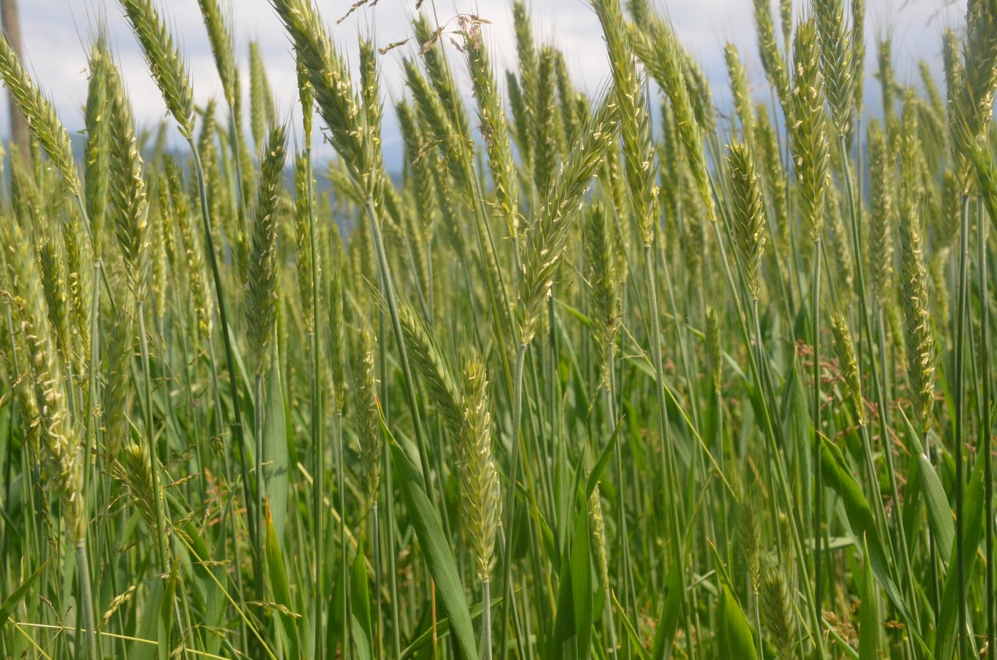 Stabile Richtpreise, auch für Triticale. (Symbolbild die grüne)